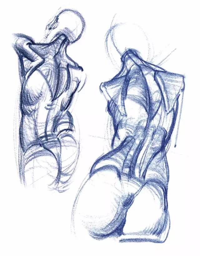 素描,速写 人体结构资料