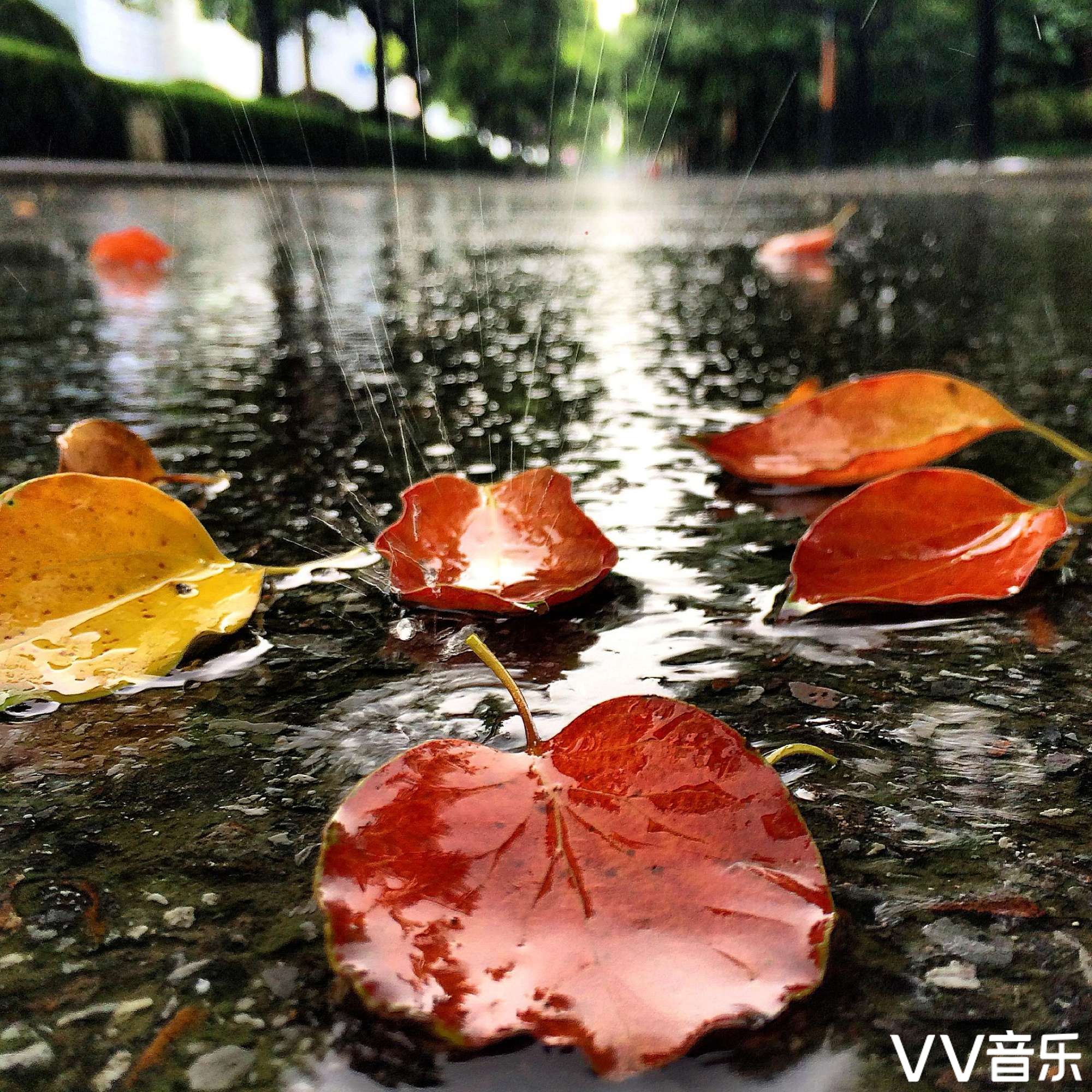 秋叶落在冬雨里