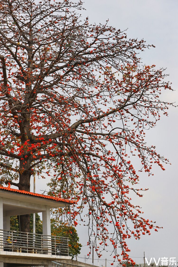 木棉树下的美丽时光