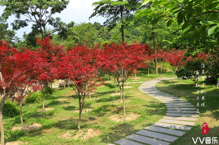 夏日红枫