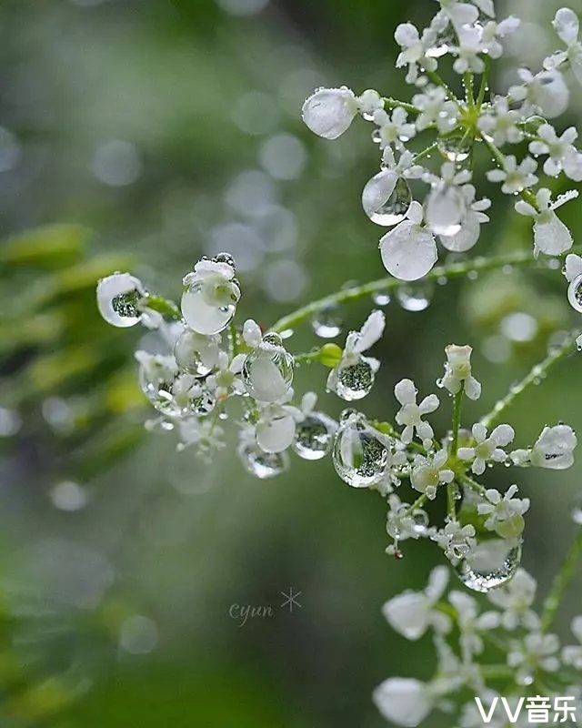 雨中花令:一场轻雨湿花衣
