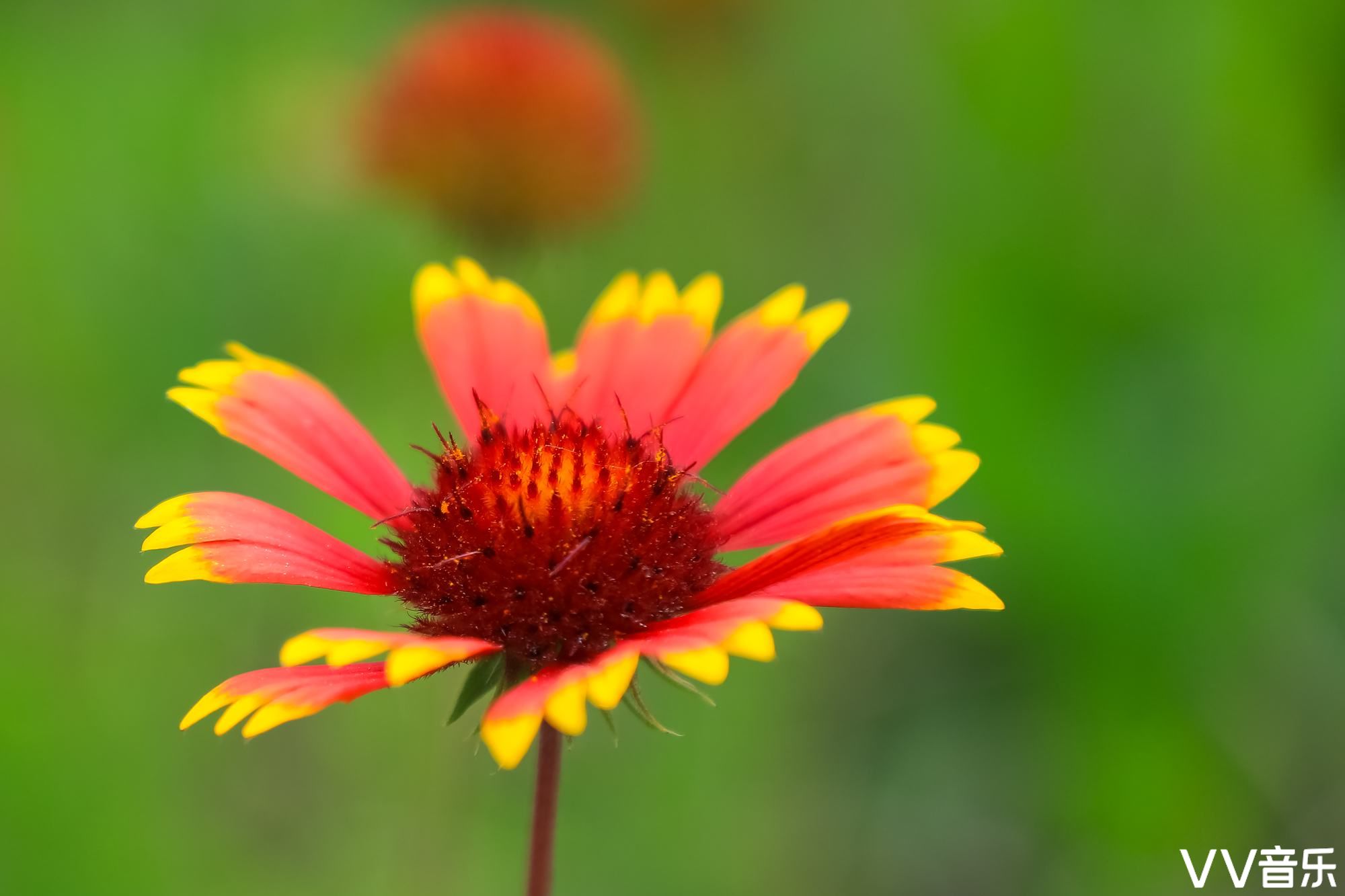 矿山开满《六月菊》