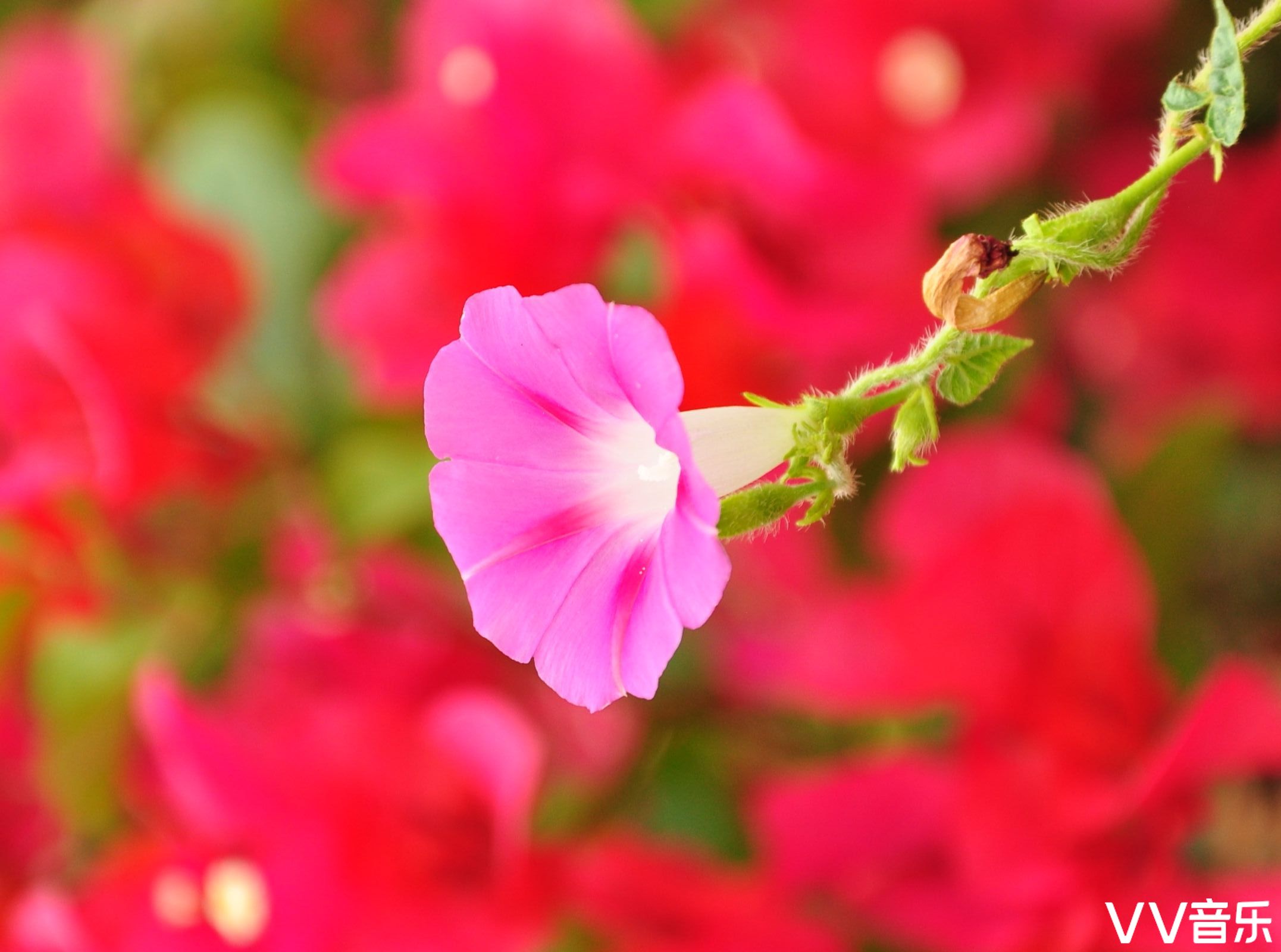 简洁漂亮的牵牛花