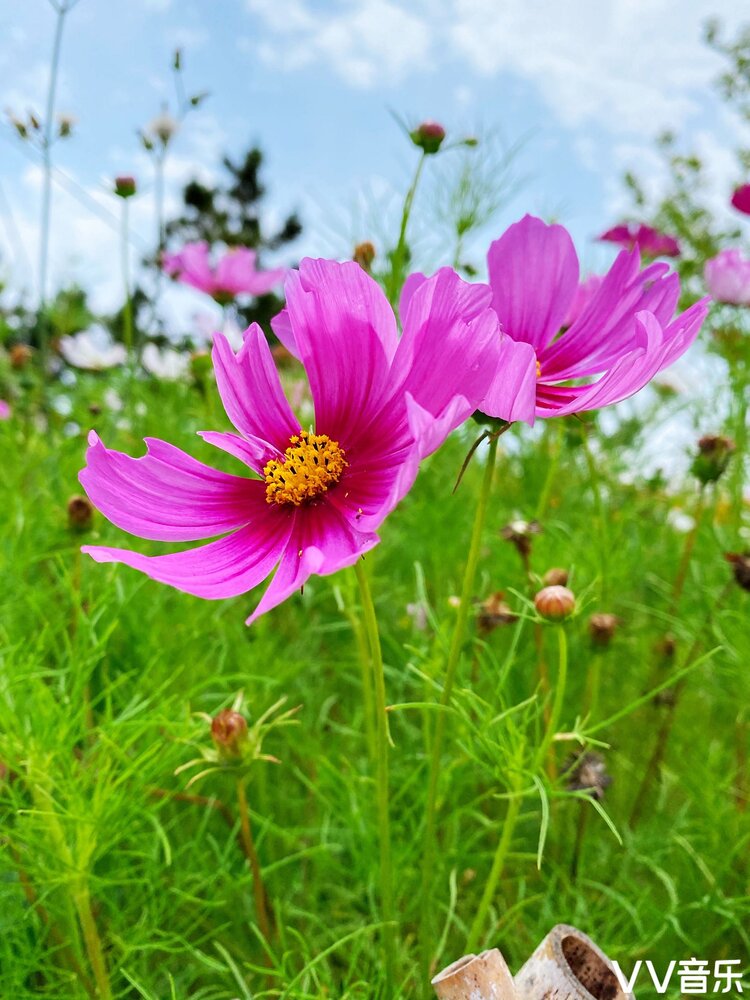 遇见格桑花首发