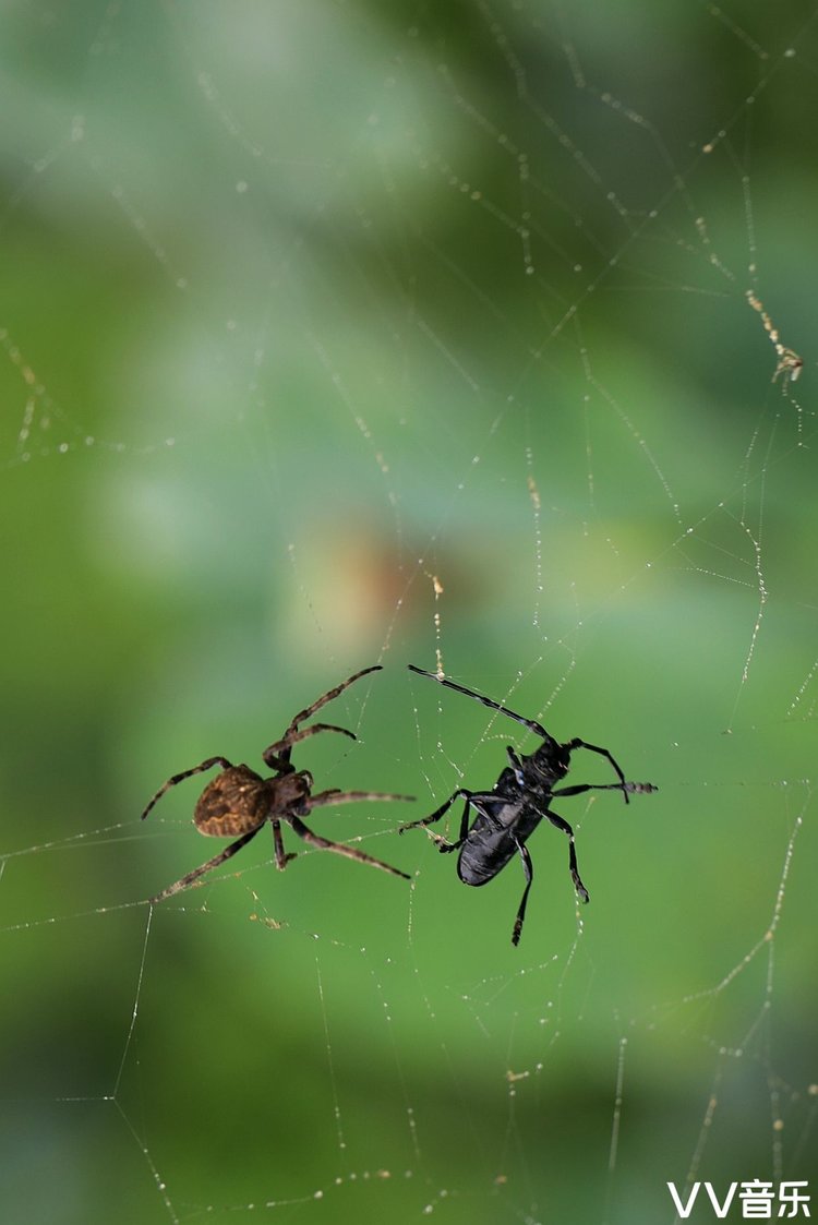 蜘蛛捕捉天牛全过程