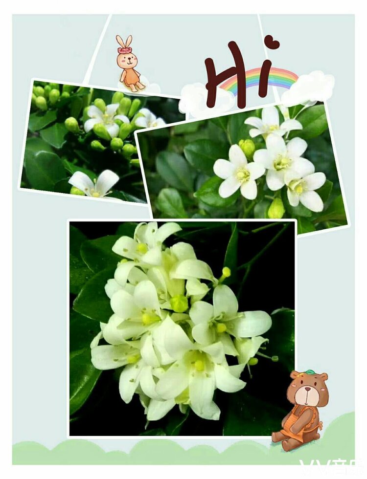 九里香的花语 九里香开的花朵是一种乳白色的花,花瓣自然地向下弯卷