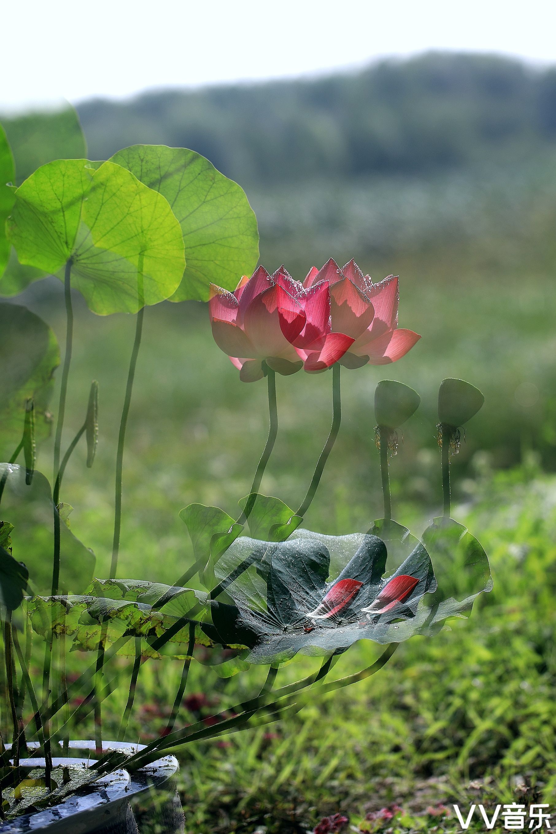 創意,搖拍和多次曝光荷花