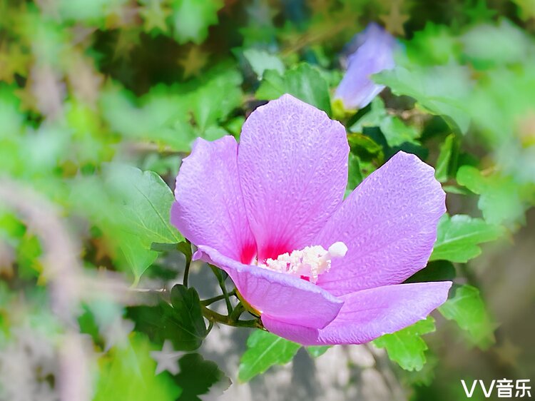 美丽的木槿花