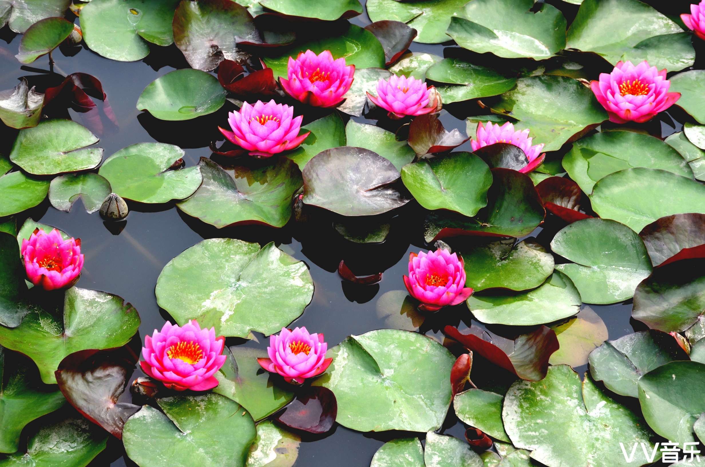 睡莲花开