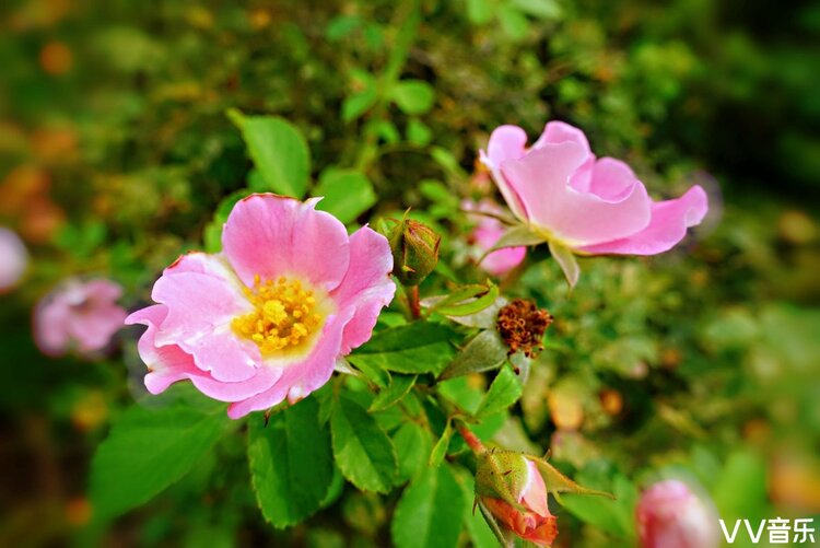 刺薔薇在植物界屬於薔薇目,薔薇科,薔薇屬,刺薔薇種.