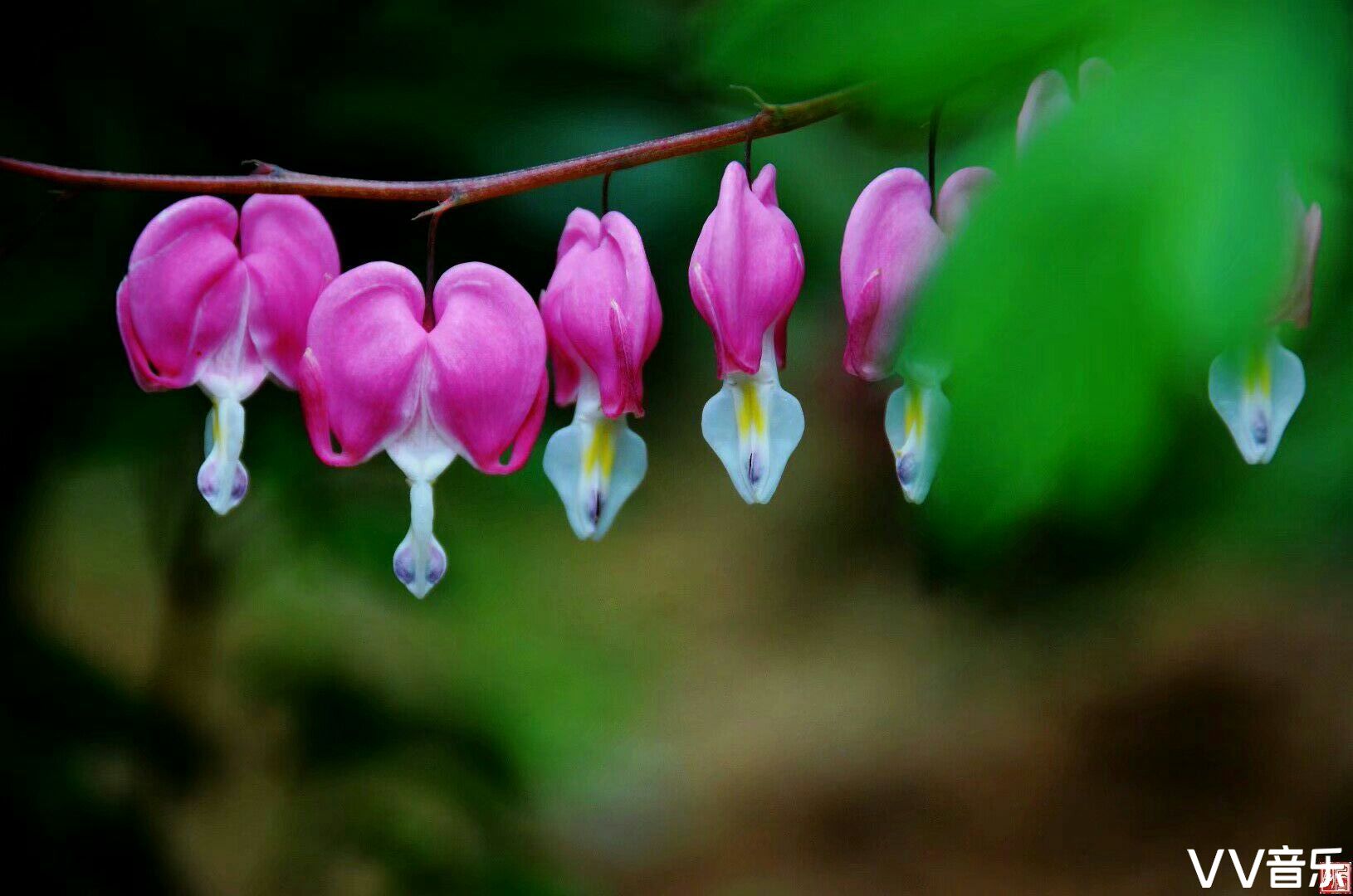 花想容， 春风拂