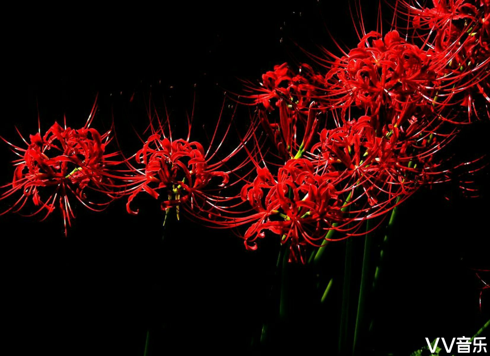 彼岸花开开彼岸【首发】
