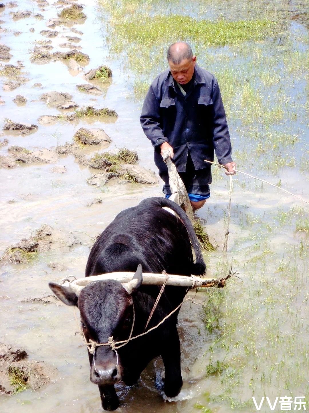 《牛耕圖》