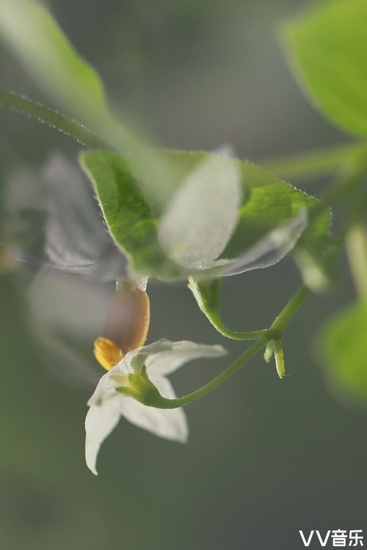 微距拍攝龍葵花