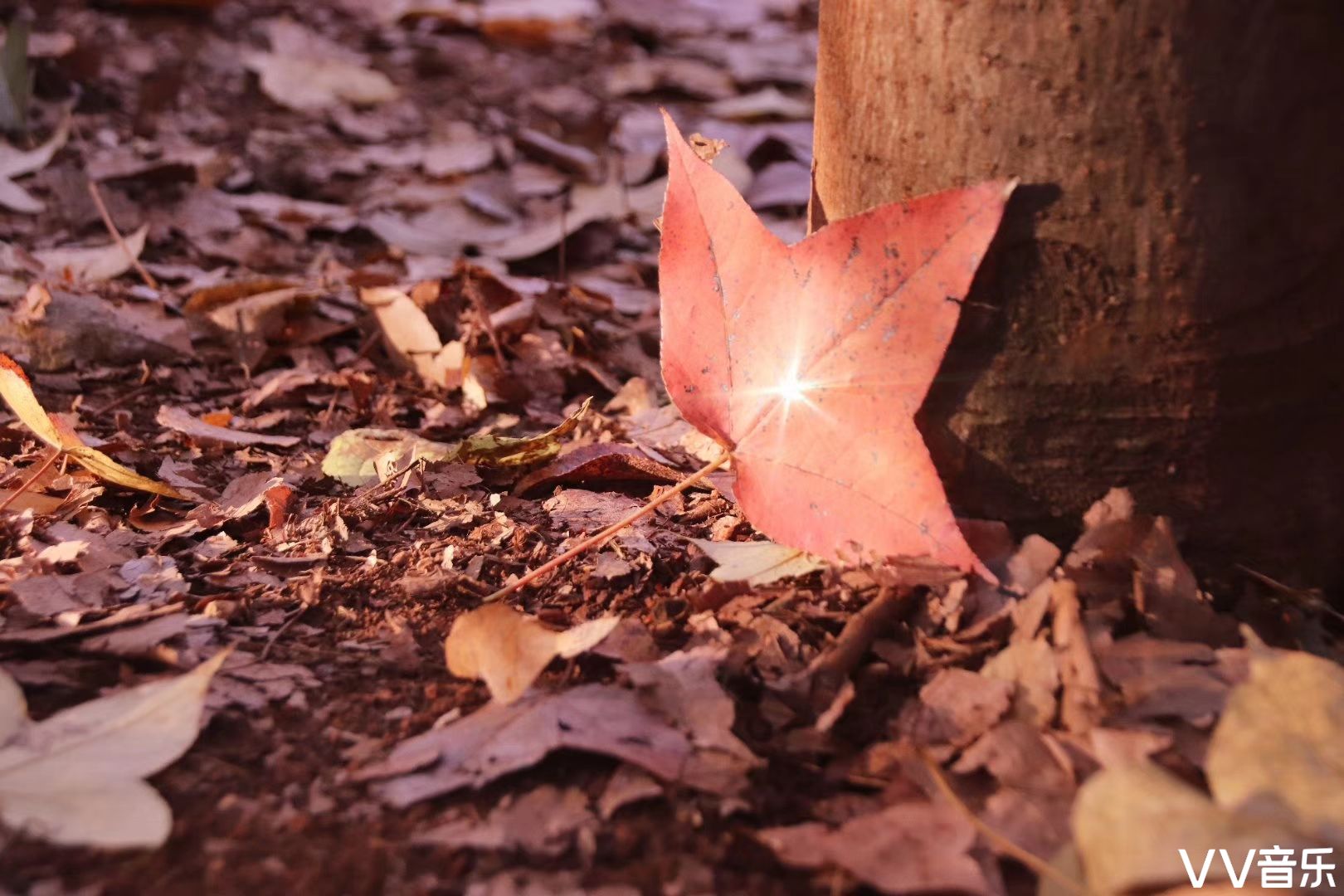 【落叶纷飞时】