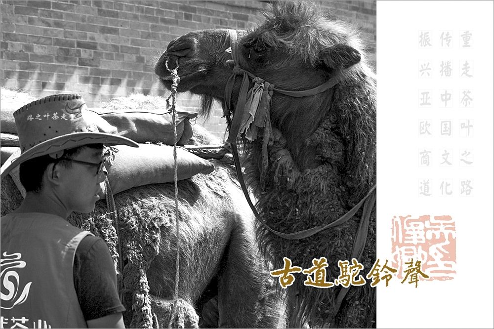 古道驼铃声