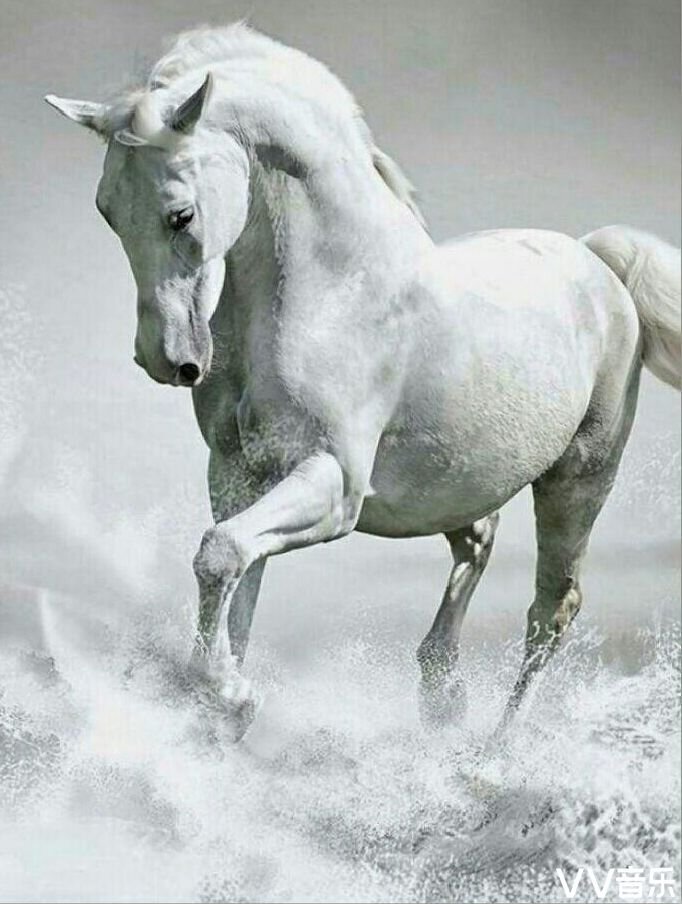 白马的碎蹄踏响我的梦魇