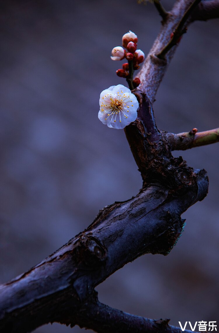 暗香疏影一身傲骨的梅花