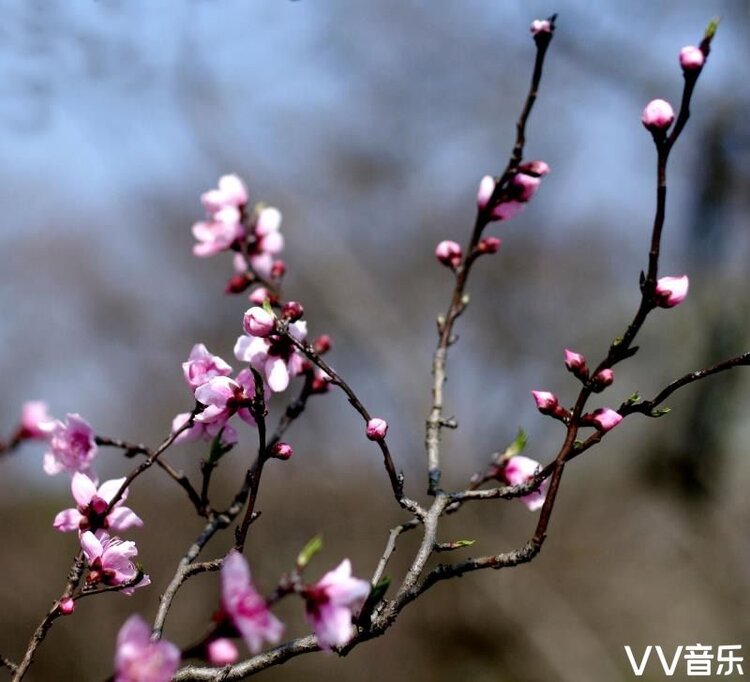 桃花系列之一云龙桃