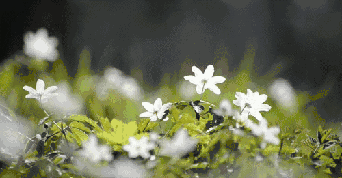 500_261gif 动态图 动图