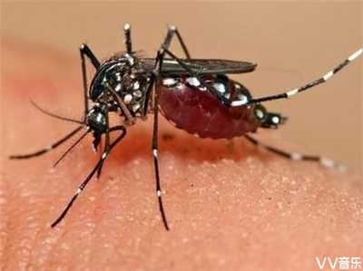 瘙痒了我一季讨厌的蚊子心中锐利的刺是o型血雌性蚊子咬醒了夏天蚊子