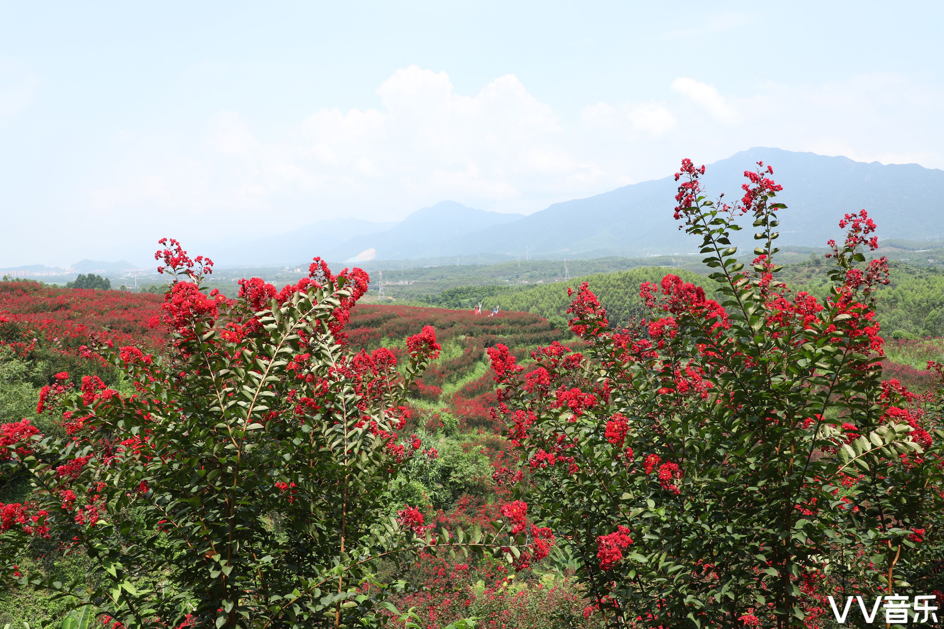 紫薇花开红满山