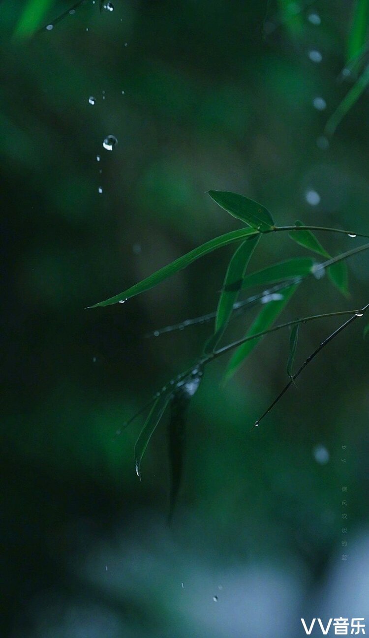 好看的竹叶带雨的图片图片