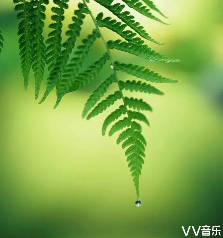 首发一抹绿意悠悠夏情